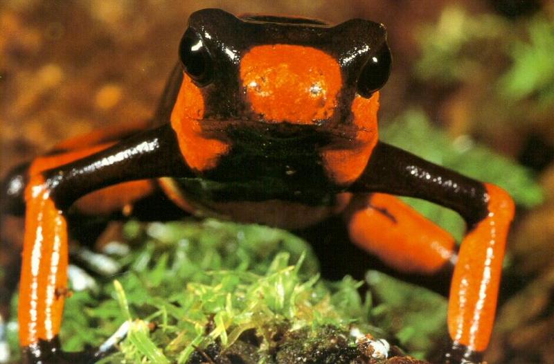 frog9966-Lehmann\'s Poison Dart Frog.jpg