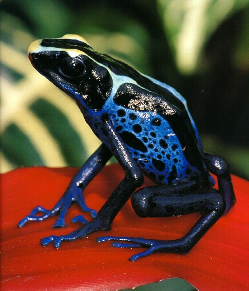 frog9912-Powder-blue Poison Arrow Dart Frog.jpg