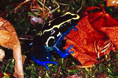 Blue Frog 2-Powder-blue Poison Dart Frog-on grass.jpg