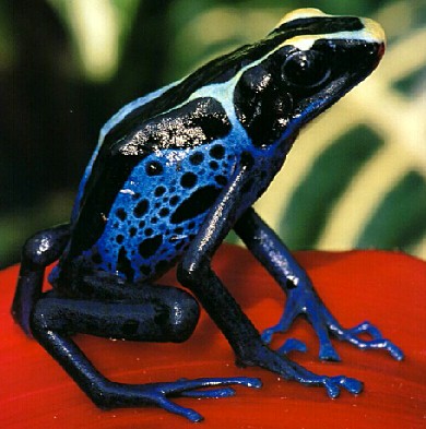 Blue Frog 4-Powder-blue Poison Dart Frog-on red leaf.jpg