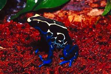 Frog2-Powder-blue Poison Dart Frog.jpg