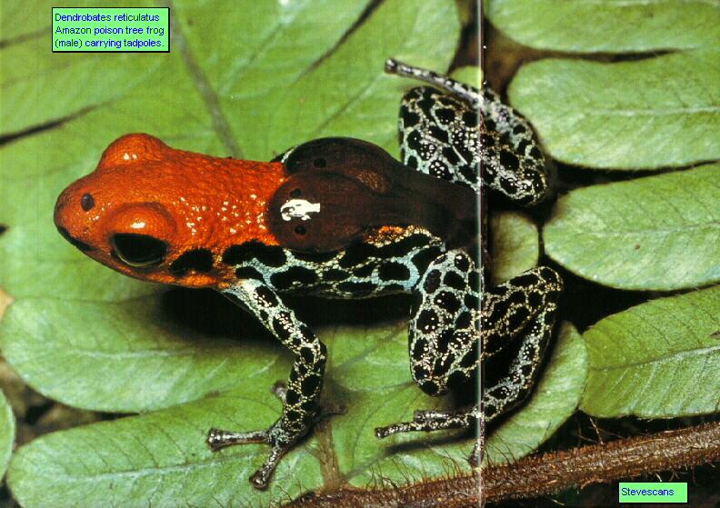 frog9907-Amazon Red-backed Poison Dart Frog-with tadpoles.jpg