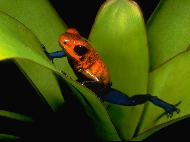 FROG1-Strawberry Poison Dart Frog-climbing leaf.jpg