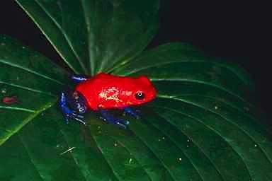 Frog1-Strawberry Poison Dart Frog-on leaf.jpg