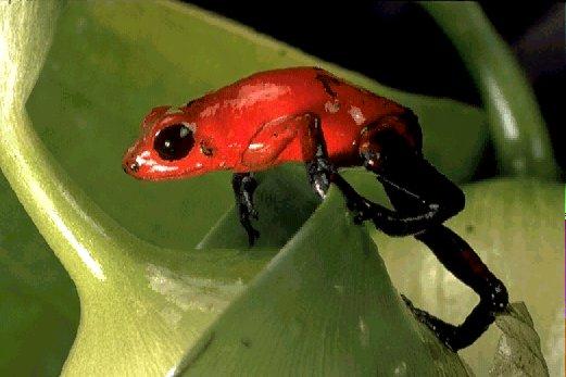 NGS-Red Poison Dart Frog-Big Black Eye.jpg