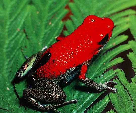 poison Arrow Frog01-Strawberry Poison Dart Frog.jpg