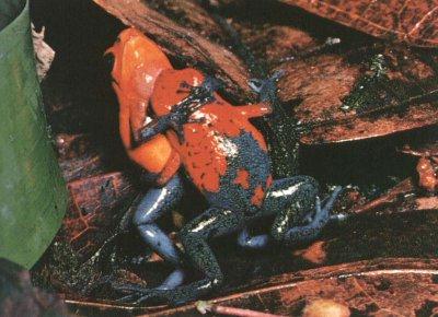 poison Frog1-Strawberry Poison Dart Frog.jpg