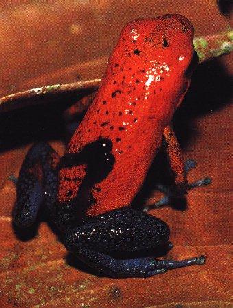 pt17-Strawberry Poison Dart Frogs-tadpoles on back.jpg
