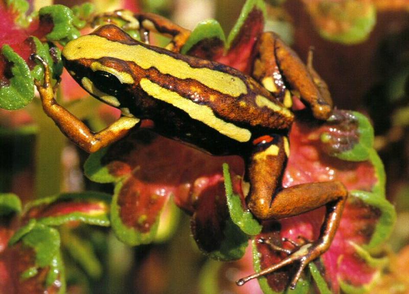 frog9916-Tricolor Poison Dart Frog.jpg