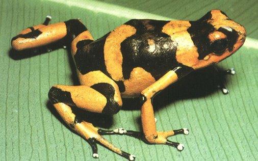 poison Frog 0-Panamanian Golden Frog.jpg