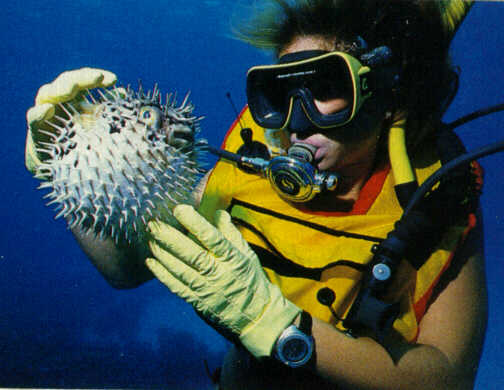 alb30202-Long-spined PorcupineFish-with scuba diver.jpg