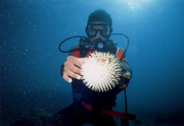 puffer-Long-spined Porcupinefish-with scuba diver.jpg