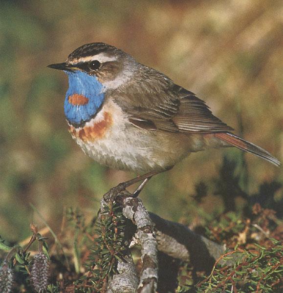 Bluethroat 03-Perching on exposed root on the ground.jpg
