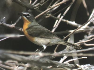 Yellow-breasted Chat 01-in bush branch.jpg