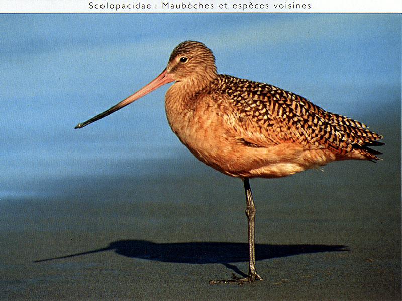 Ds-Oiseau 120-Marbled Godwit-wandering on beach.jpg