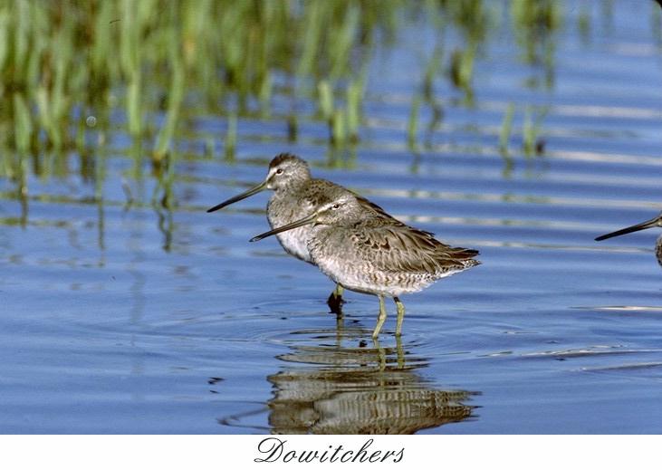 57dowtch-Dowitchers-pair in swamp.jpg