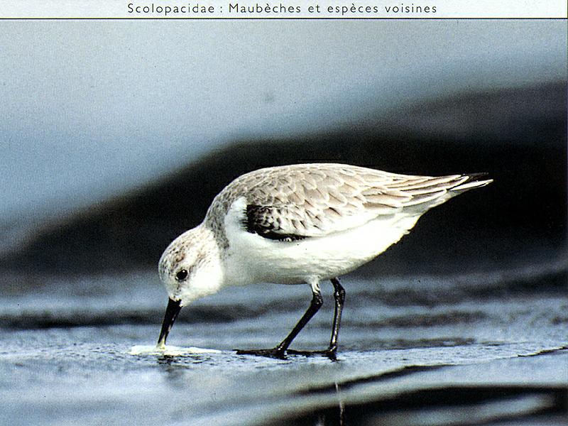 Ds-Oiseau 122-Sanderling-foraging on beach.jpg