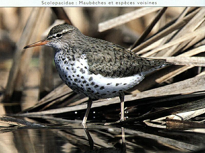 Ds-Oiseau 107-Spotted Sandpiper-in weedy swamp.jpg