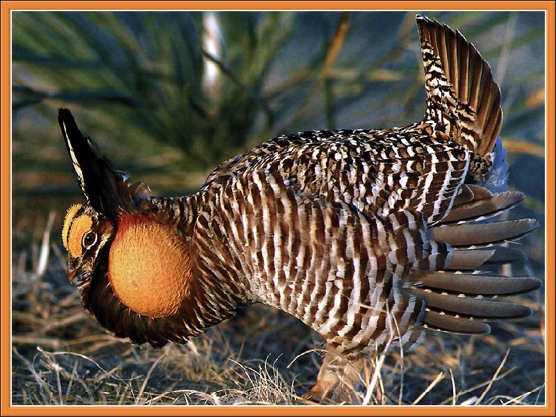 Ds-Cal Oiseaux 05 - Grande poule des prairies-Greater Prairie Chicken.jpg