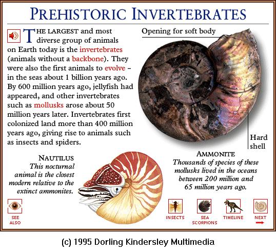 DKMMNature-Ammonite-Extinct-Nautilus.gif