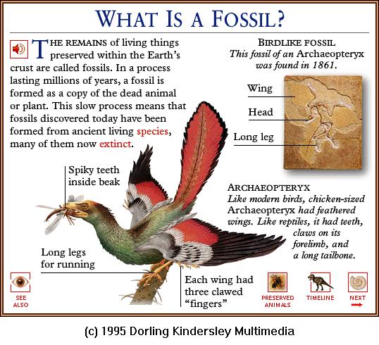 DKMMNature-The First Bird-Archaeopteryx-Illust With Fossil.gif