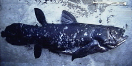 coelacanth-2.jpg