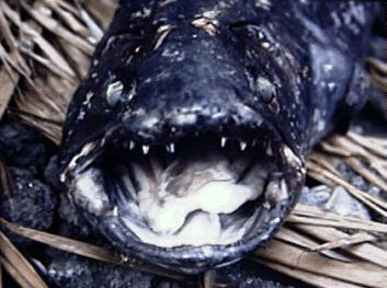 coelacanth-head.jpg