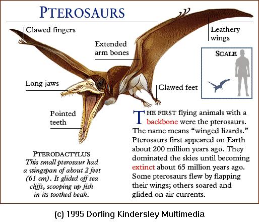DKMMNature-Extinct Reptile-Pterodactylus-Pterosaurus.gif