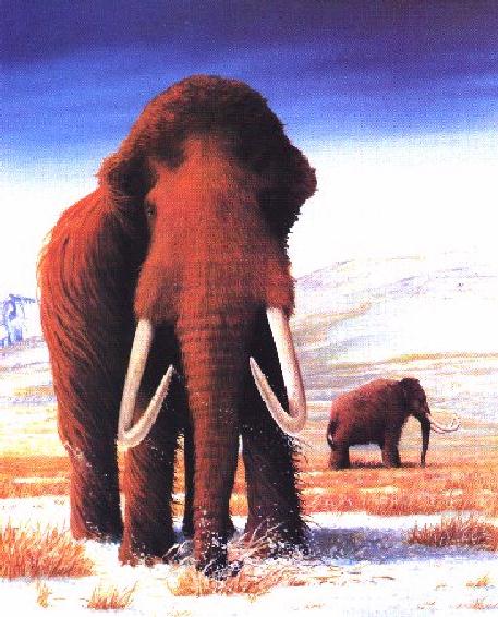 Extinct Elephant-2 Hairy Mammothes.jpg