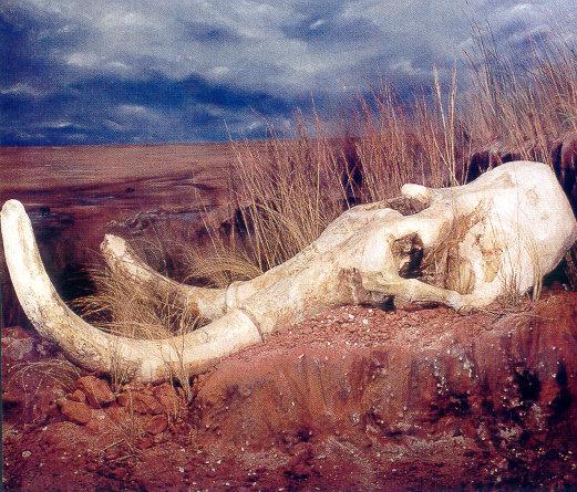lj Imperial Mammoth Bones-Llano Estacado Museum Plainview Texas.jpg