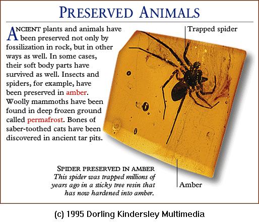 DKMMNature-Ancient Spider-Preserved In Amber.gif