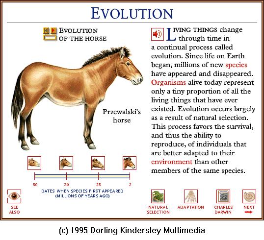 DKMMNature-Horse Evolution 04-Przewalski\'s Horse.gif