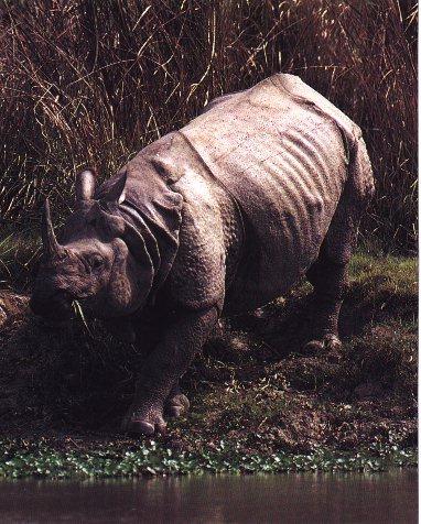 Indian Rhinoceros 01.jpg