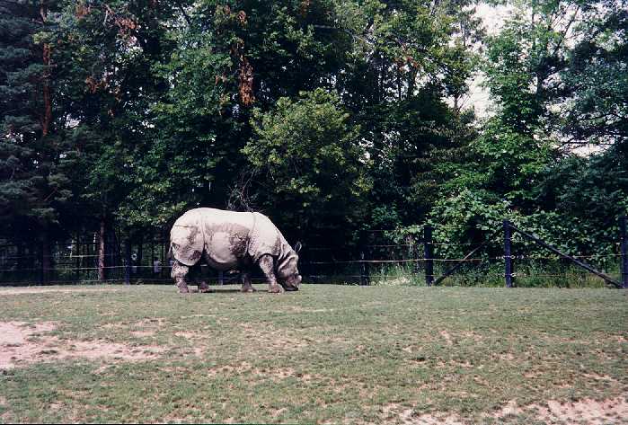 Rhinoceros-Toronto Zoo.jpg