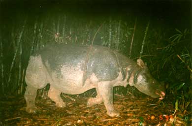 Javan rhinoceros2.jpg