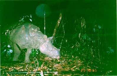 Javan rhinoceros3.jpg