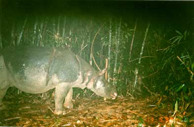 Javan rhinoceros4.jpg