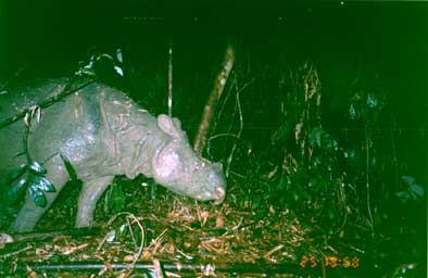 Javan rhinoceros5.jpg