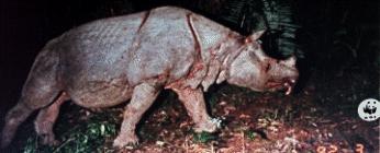 Javan Rhinoceros.jpg