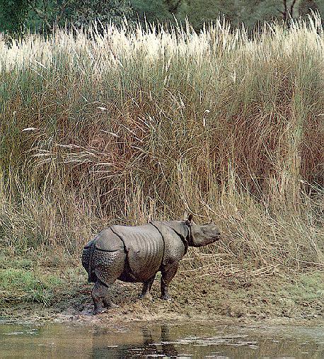 Javan Rhinoceros 2.jpg