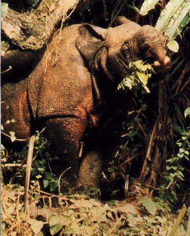 Javan Rhinoceros-Leaf Dinner.jpg
