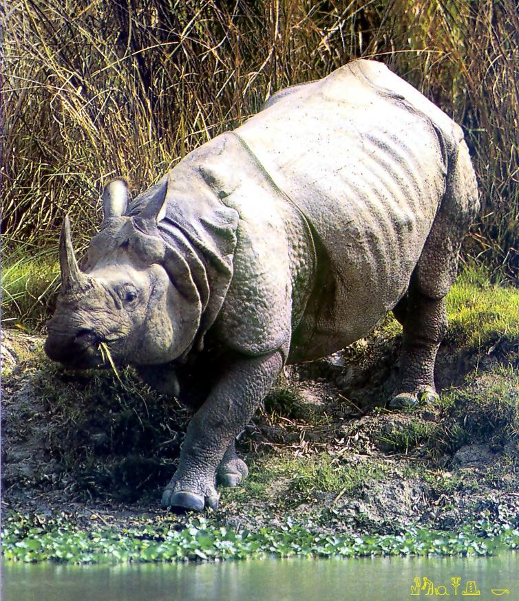 Neushoorn001-Javan Rhinoceros-on river bank.jpg