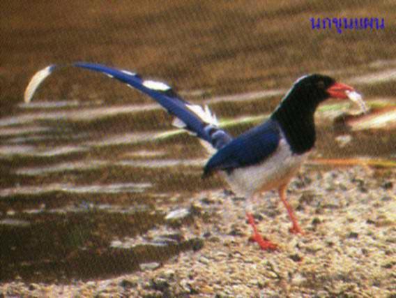 Red-billed Blue Magpie-Thailand.jpg