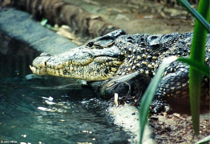 Cuban Crocodile 2001 004.jpg