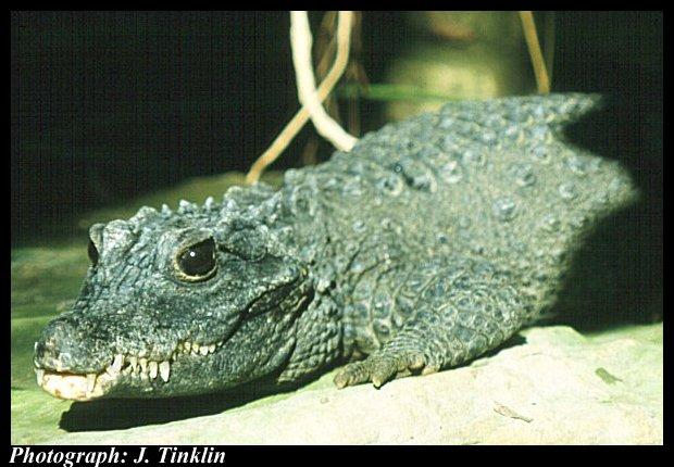 JT300381-Dwarf Crocodile-closeup.jpg