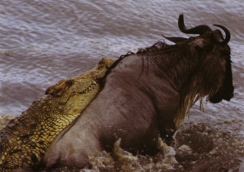 Crni0011-Nile Crocodile-attacks a gnu.jpg