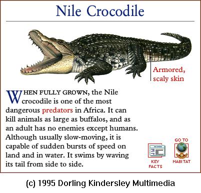 DKMMNature-Reptile-Nile Crocodile.gif