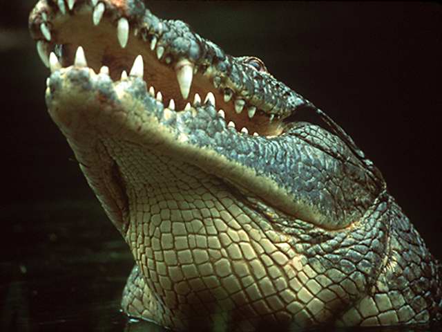 Nile Crocodile-Head Up.jpg