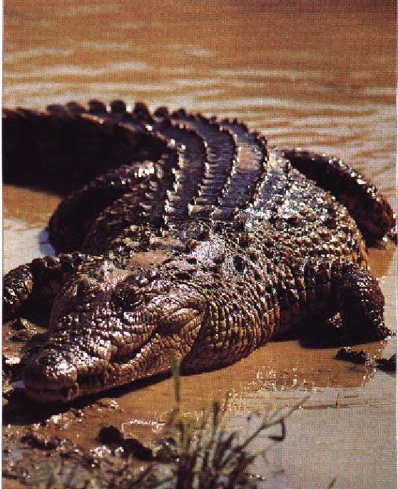 Nile Crocodile-Just Out Of Muddy River.jpg