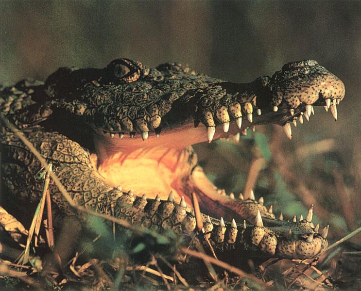 WE0698 Nile Crocodile-1 face closeup-wide mouth.jpg